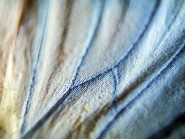 makro bir kelebek kanat