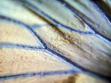 makro bir kelebek kanat