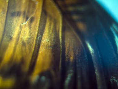 makro bir kelebek kanat