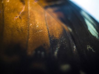 makro bir kelebek kanat