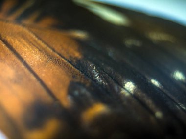 makro bir kelebek kanat