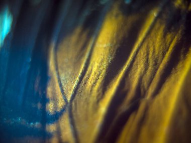 makro bir kelebek kanat