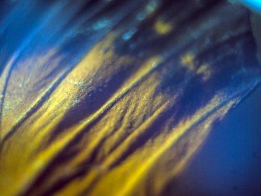 makro bir kelebek kanat