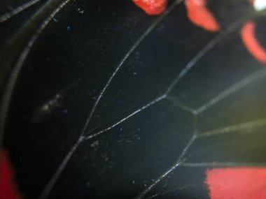 makro bir kelebek kanat