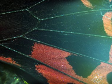 makro bir kelebek kanat