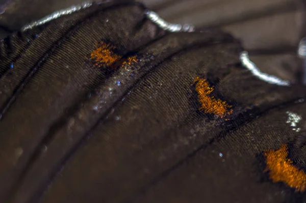 makro bir kelebek kanat