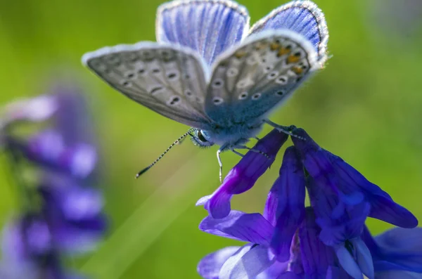 Makro Eines Schmetterlingsflügels — Stockfoto