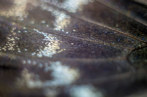 makro bir kelebek kanat