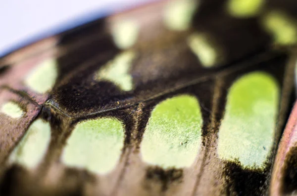 makro bir kelebek kanat