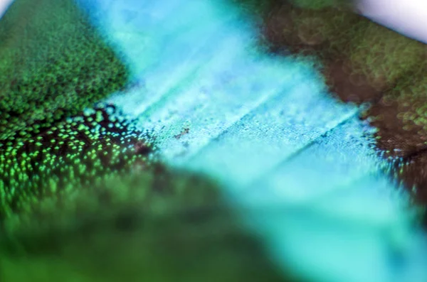 makro bir kelebek kanat