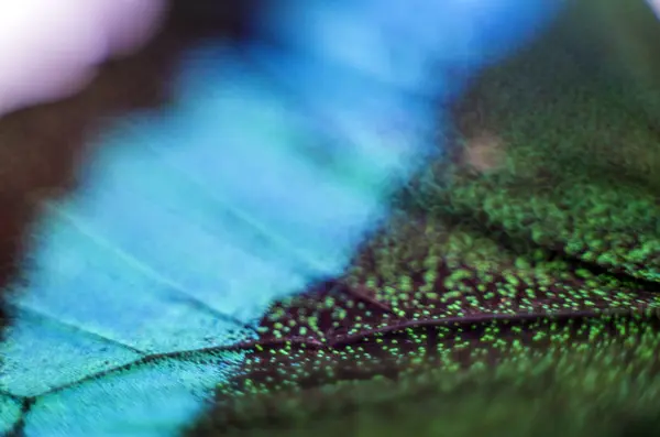 Macro Umas Asas Borboleta — Fotografia de Stock