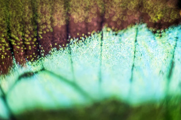 makro bir kelebek kanat