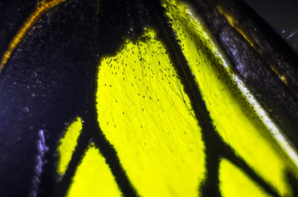 makro bir kelebek kanat