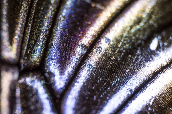 makro bir kelebek kanat