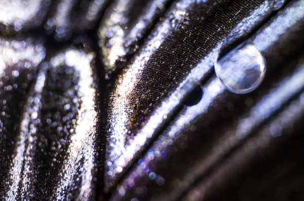 makro bir kelebek kanat