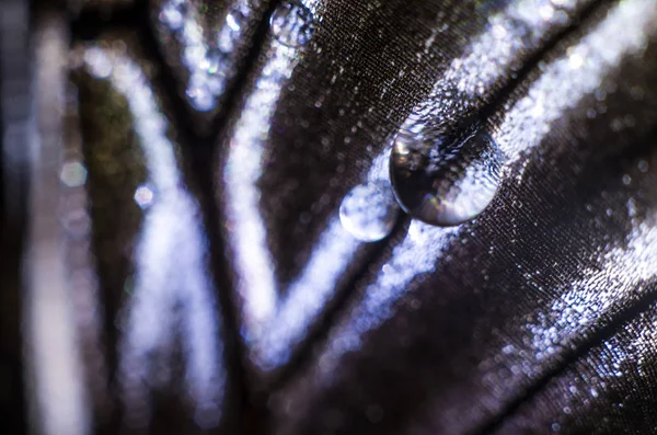 makro bir kelebek kanat