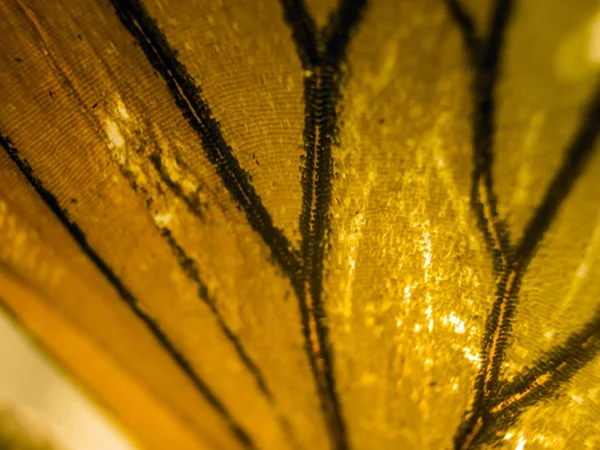 makro bir kelebek kanat