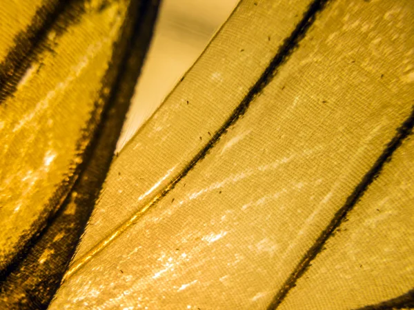 makro bir kelebek kanat