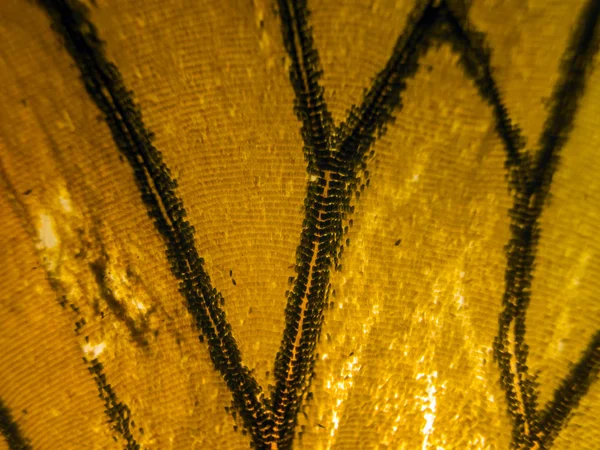 makro bir kelebek kanat