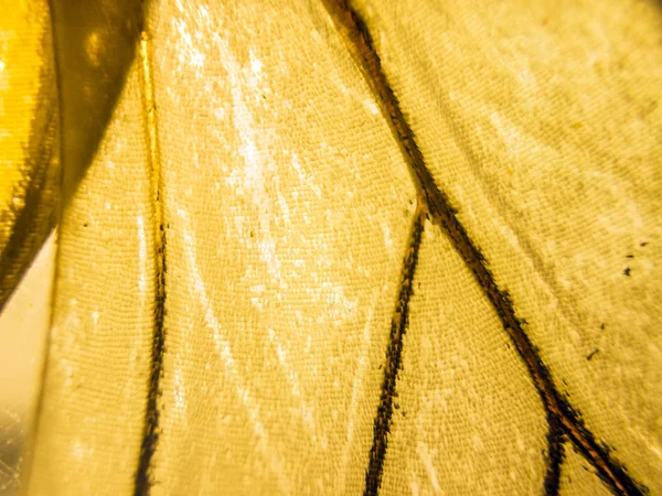 makro bir kelebek kanat