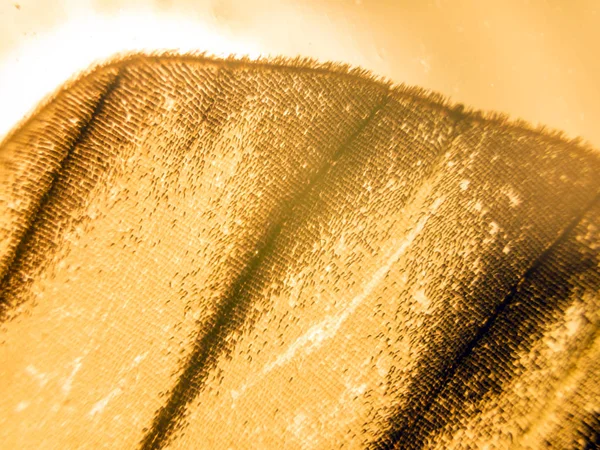 makro bir kelebek kanat