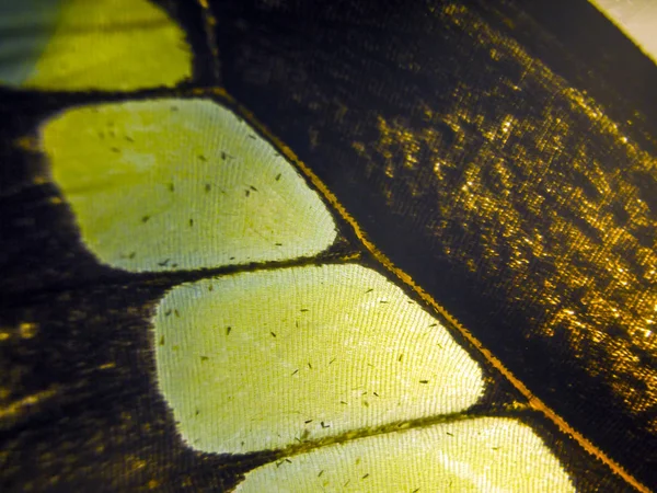 Macro Umas Asas Borboleta — Fotografia de Stock