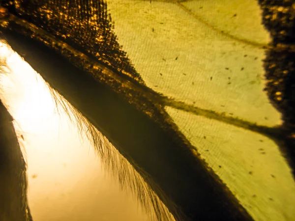 makro bir kelebek kanat