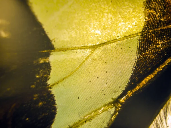 makro bir kelebek kanat