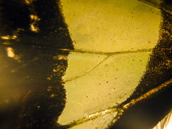 makro bir kelebek kanat