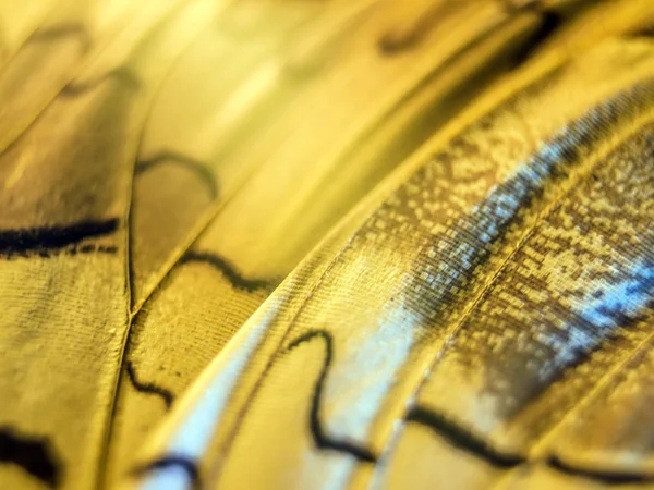 makro bir kelebek kanat