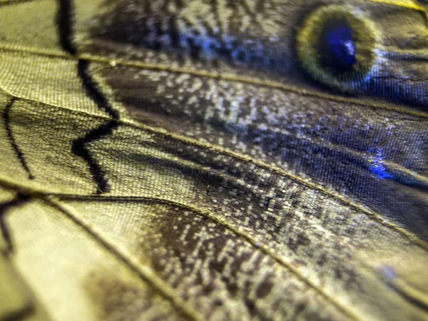 makro bir kelebek kanat