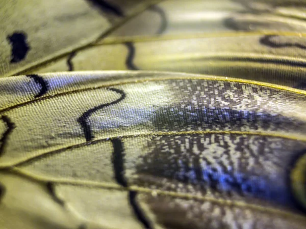 makro bir kelebek kanat