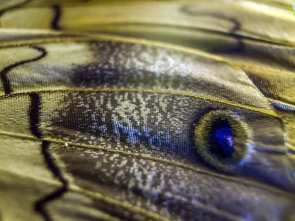 makro bir kelebek kanat