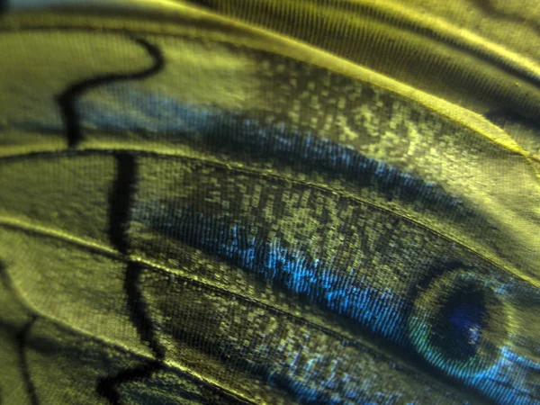 makro bir kelebek kanat