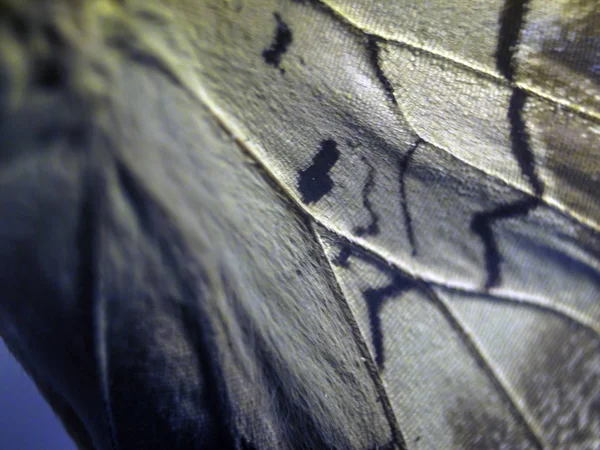 makro bir kelebek kanat