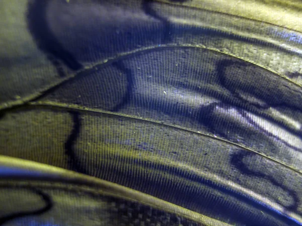 makro bir kelebek kanat