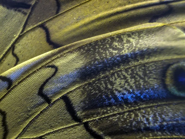 makro bir kelebek kanat