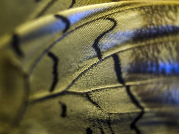 makro bir kelebek kanat