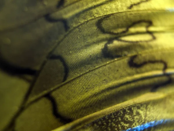 makro bir kelebek kanat