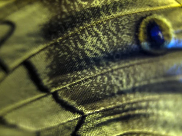 makro bir kelebek kanat