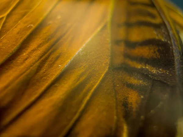 makro bir kelebek kanat