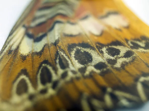 Macro Butterfly Wings — Stock Photo, Image