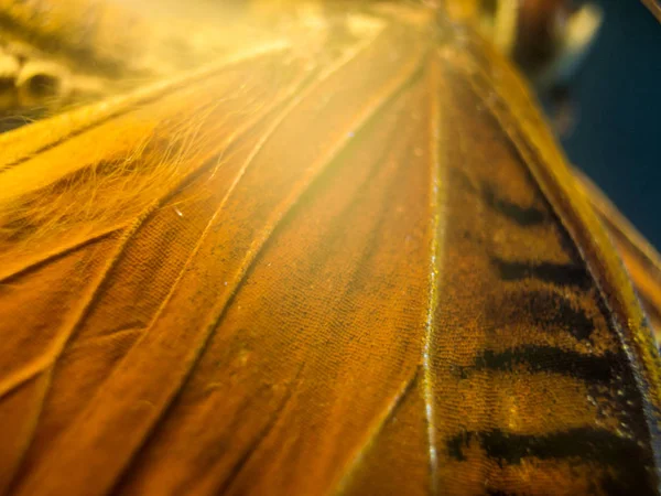 makro bir kelebek kanat