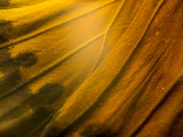 makro bir kelebek kanat