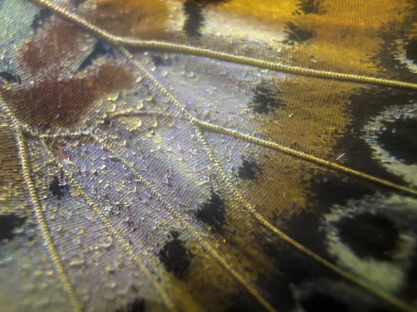 makro bir kelebek kanat