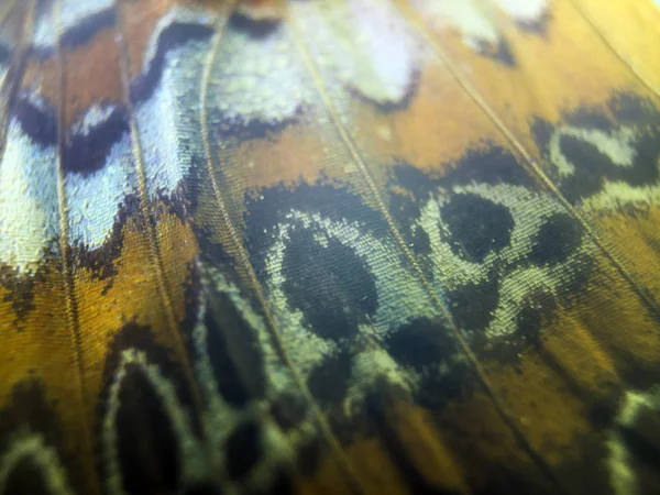 makro bir kelebek kanat