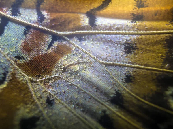 makro bir kelebek kanat