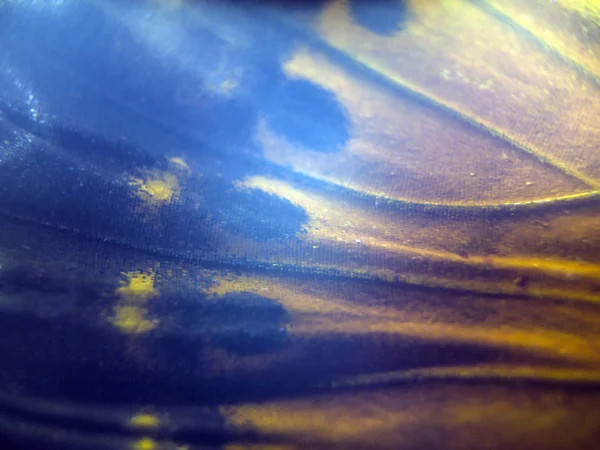 Макрос Крил Метелика — стокове фото