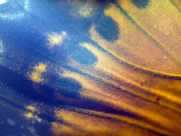 makro bir kelebek kanat