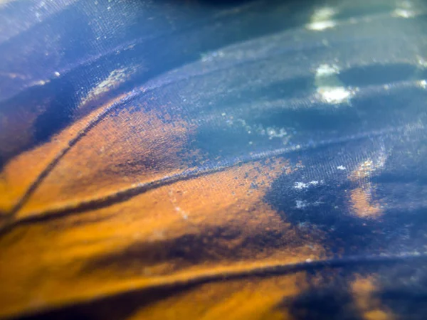 makro bir kelebek kanat